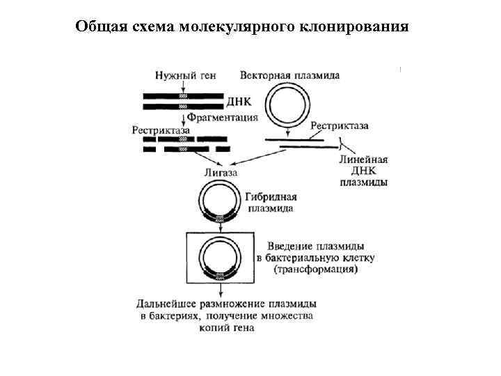 Этапы получения бактерий с рекомбинантной плазмидой