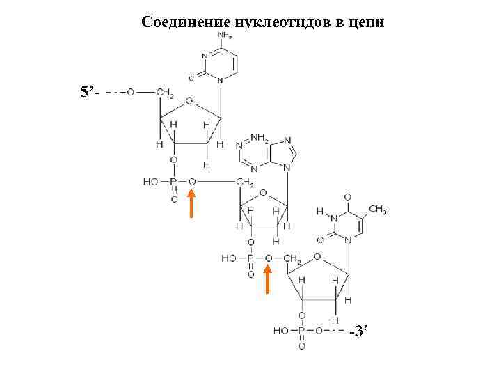 Соединение нуклеотидов в цепи 5’- -3’ 