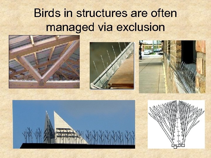 Birds in structures are often managed via exclusion 