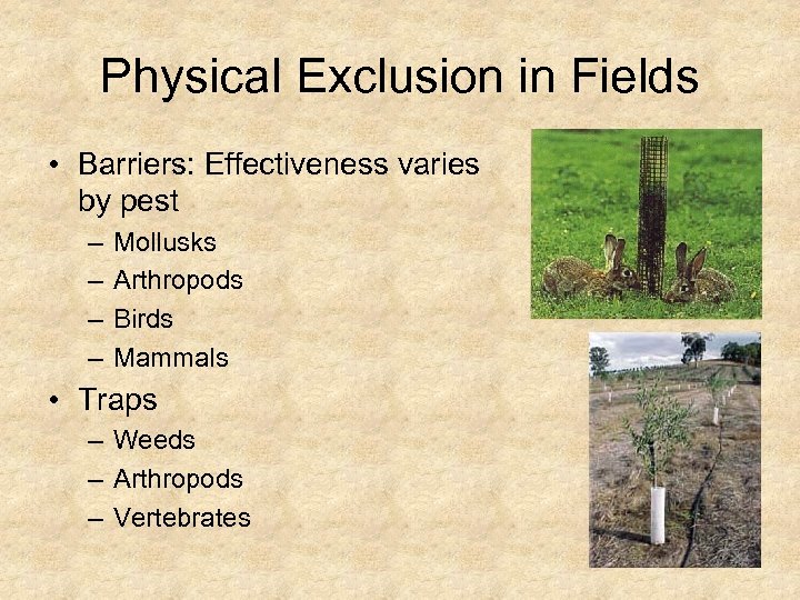 Physical Exclusion in Fields • Barriers: Effectiveness varies by pest – – Mollusks Arthropods