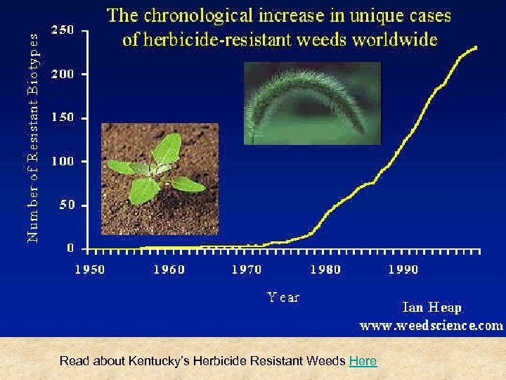 Read about Kentucky’s Herbicide Resistant Weeds Here 