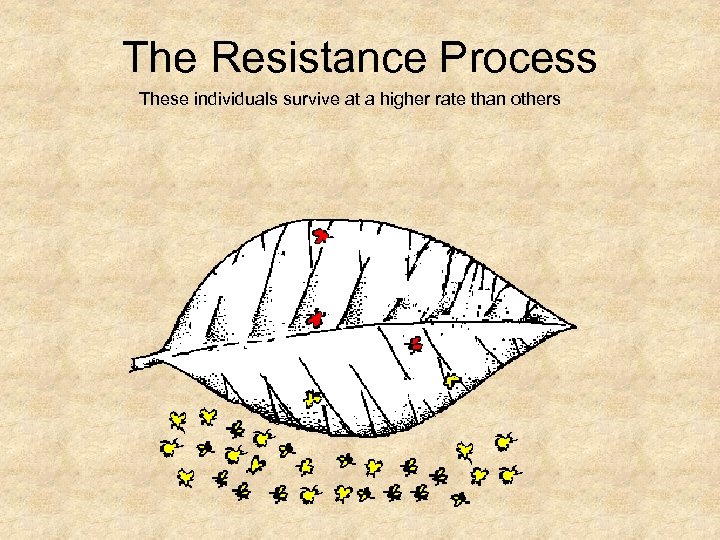 The Resistance Process These individuals survive at a higher rate than others 