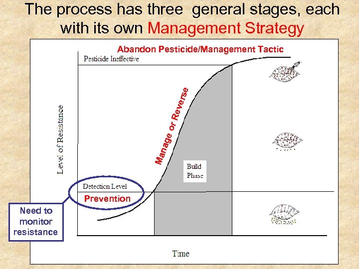 The process has three general stages, each with its own Management Strategy Man age