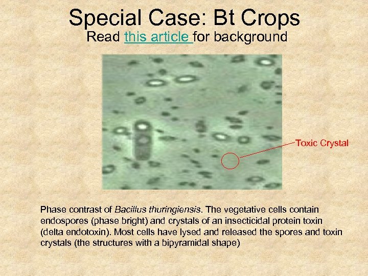 Special Case: Bt Crops Read this article for background Toxic Crystal Phase contrast of