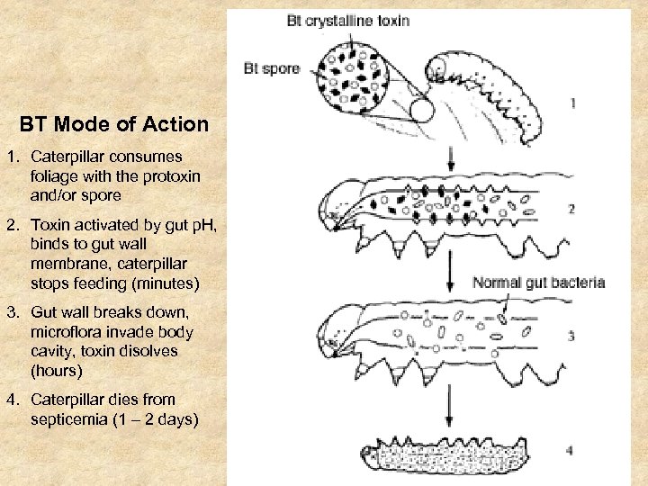 BT Mode of Action 1. Caterpillar consumes foliage with the protoxin and/or spore 2.