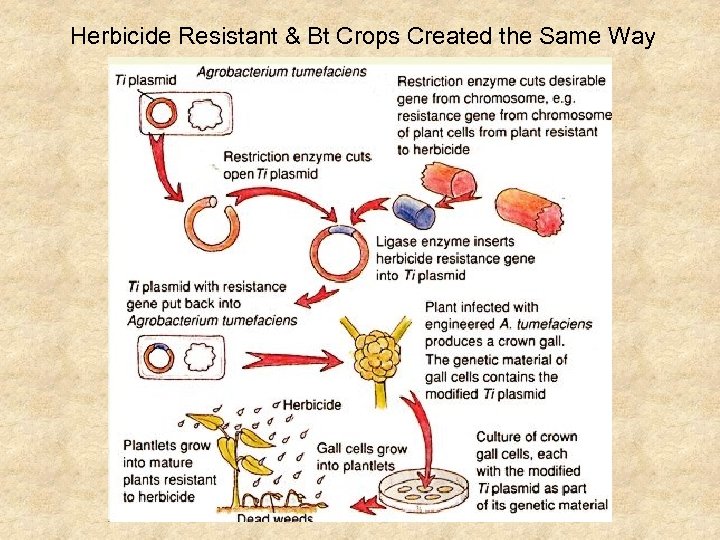 Herbicide Resistant & Bt Crops Created the Same Way 