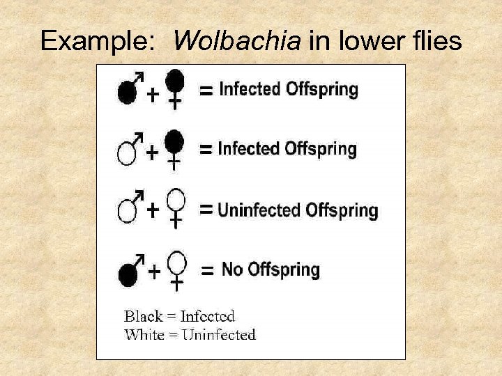 Example: Wolbachia in lower flies 