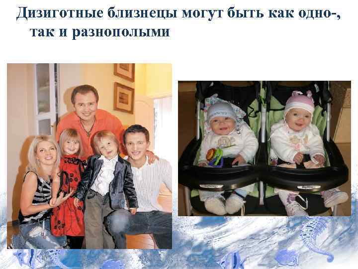 Дизиготные близнецы могут быть как одно-, так и разнополыми 