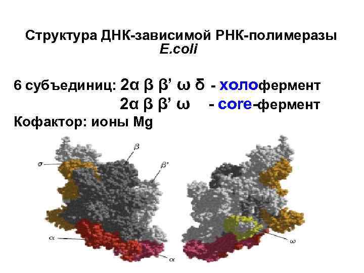 Структура ДНК-зависимой РНК-полимеразы E. coli 6 субъединиц: 2α β β’ ω δ - холофермент