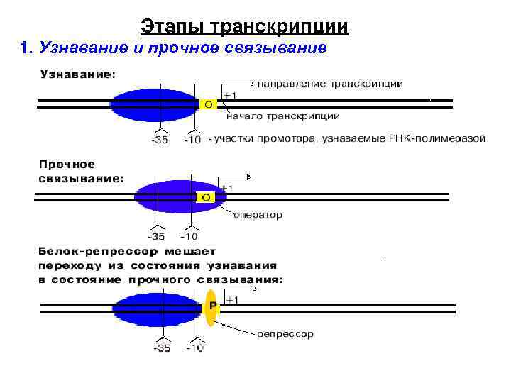 Этапы транскрипции 1. Узнавание и прочное связывание 