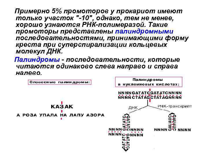 Примерно 5% промоторов у прокариот имеют только участок "-10", однако, тем не менее, хорошо