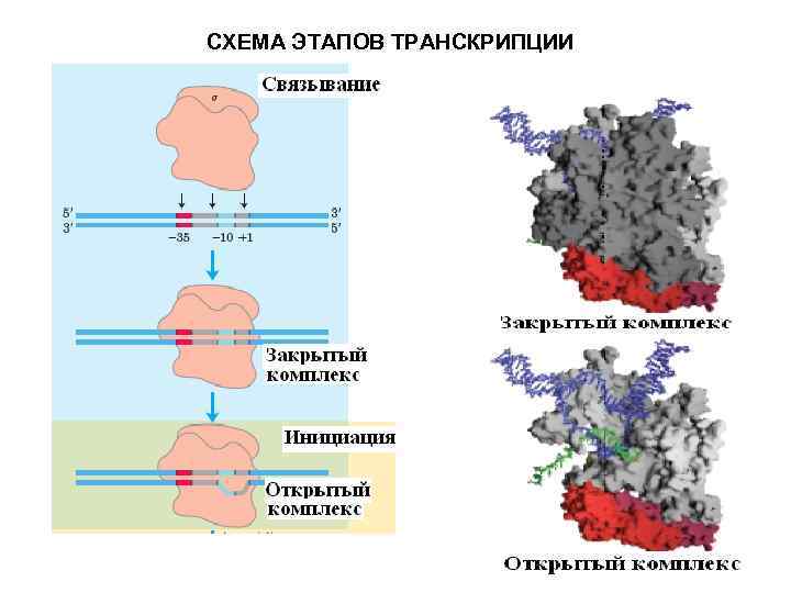 СХЕМА ЭТАПОВ ТРАНСКРИПЦИИ 