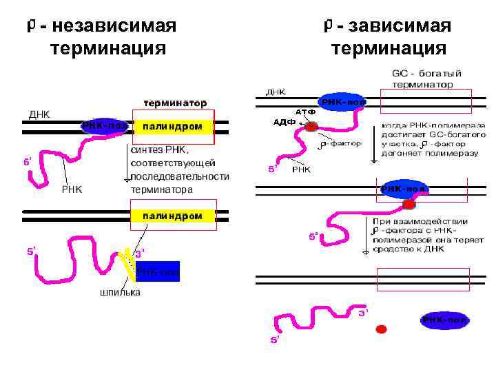 - независимая терминация - зависимая терминация 