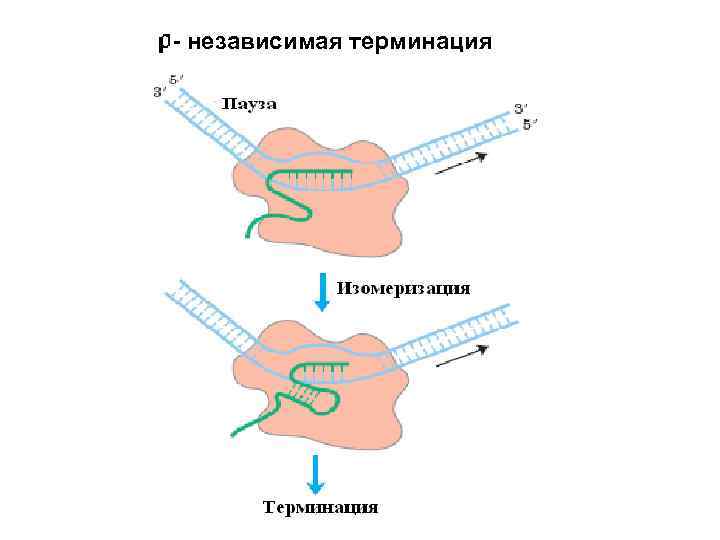 - независимая терминация 