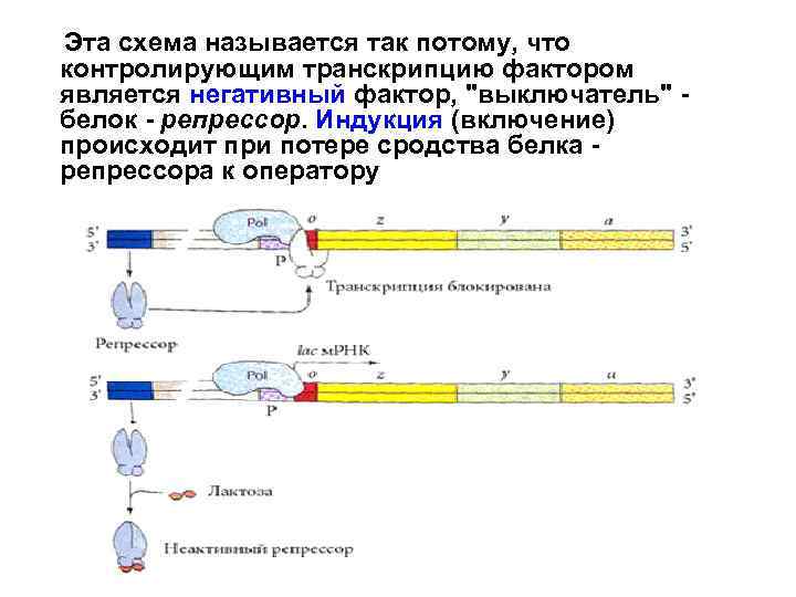 Эта схема называется так потому, что контролирующим транскрипцию фактором является негативный фактор, "выключатель" белок