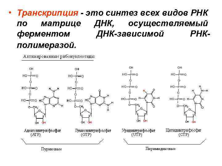  • Транскрипция - это синтез всех видов РНК по матрице ДНК, осуществляемый ферментом