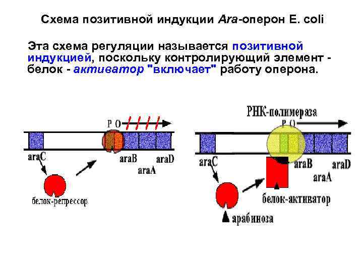 Схема позитивной индукции Аra-оперон E. сoli Эта схема регуляции называется позитивной индукцией, поскольку контролирующий