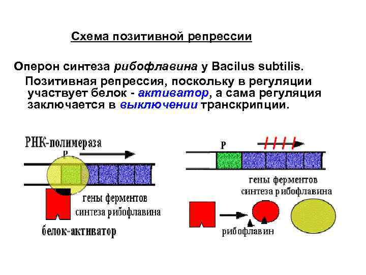 Схема позитивной репрессии Оперон синтеза рибофлавина у Вacilus subtilis. Позитивная репрессия, поскольку в регуляции