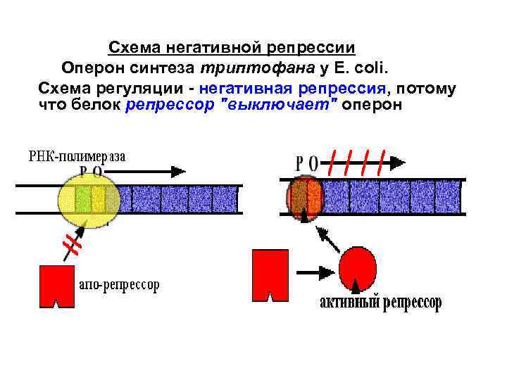Схема негативной репрессии Оперон синтеза триптофана у E. сoli. Схема регуляции - негативная репрессия,