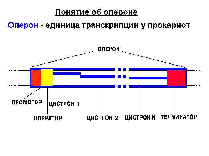 Понятие об опероне Оперон - единица транскрипции у прокариот 