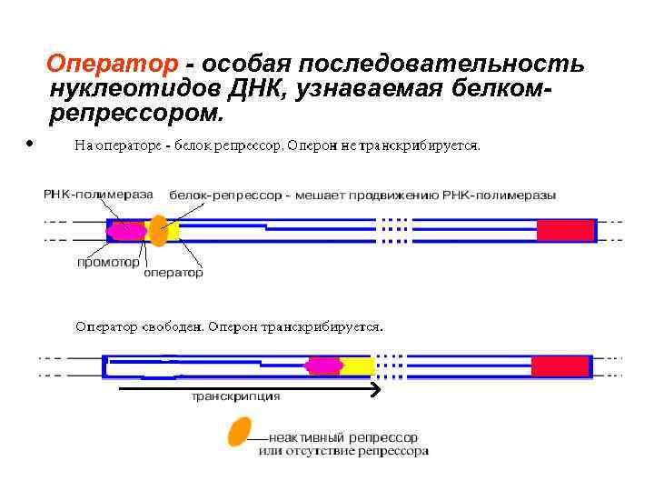 Последовательность нуклеотидов на мрнк цгг ггц