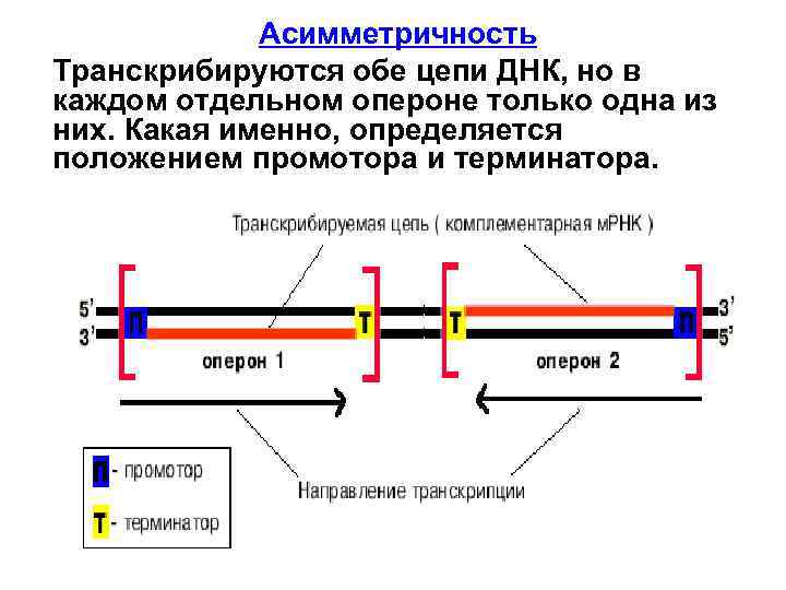 Асимметричность Транскрибируются обе цепи ДНК, но в каждом отдельном опероне только одна из них.