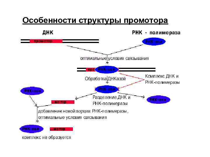 Особенности структуры промотора 