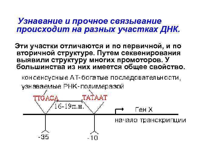 Узнавание и прочное связывание происходит на разных участках ДНК. Эти участки отличаются и по