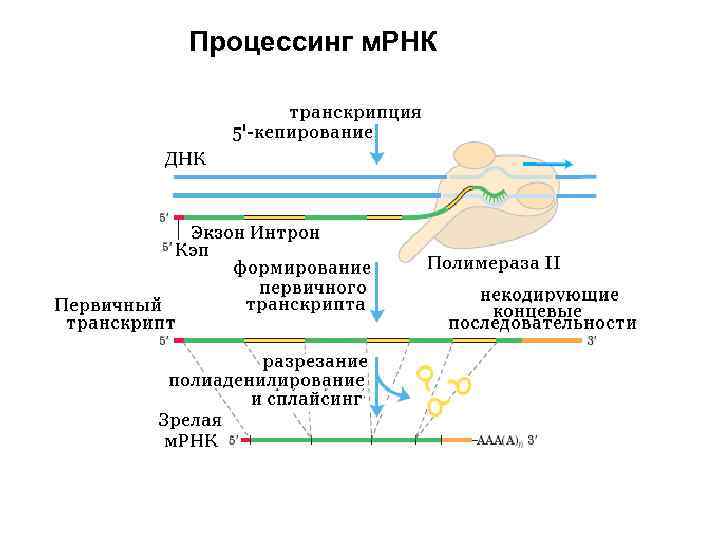 Вакцины на основе мрнк