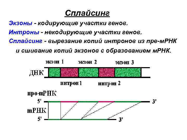 Интроны в генах эукариот