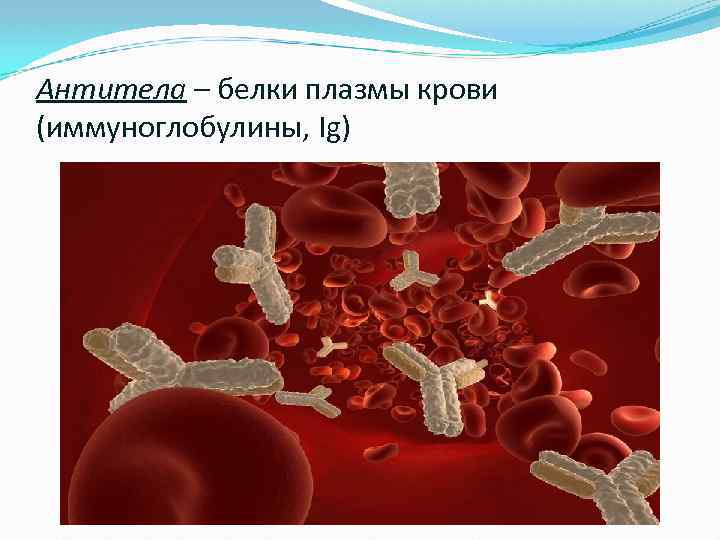 Антитела – белки плазмы крови (иммуноглобулины, Ig) 