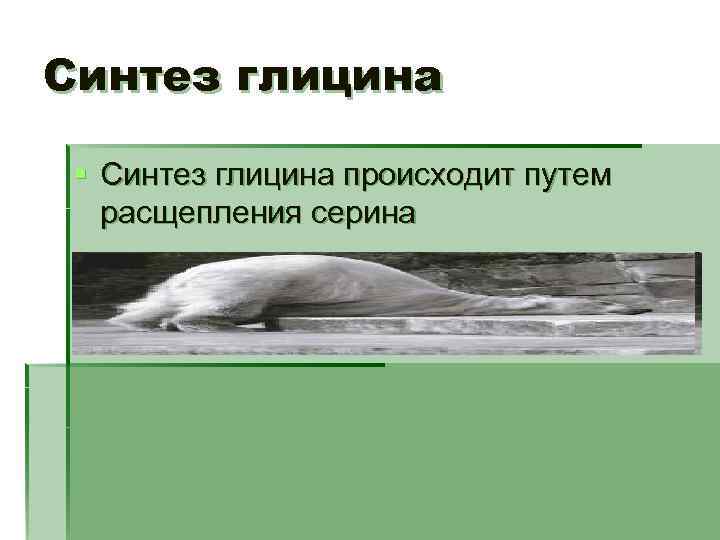Синтез глицина § Синтез глицина происходит путем расщепления серина 