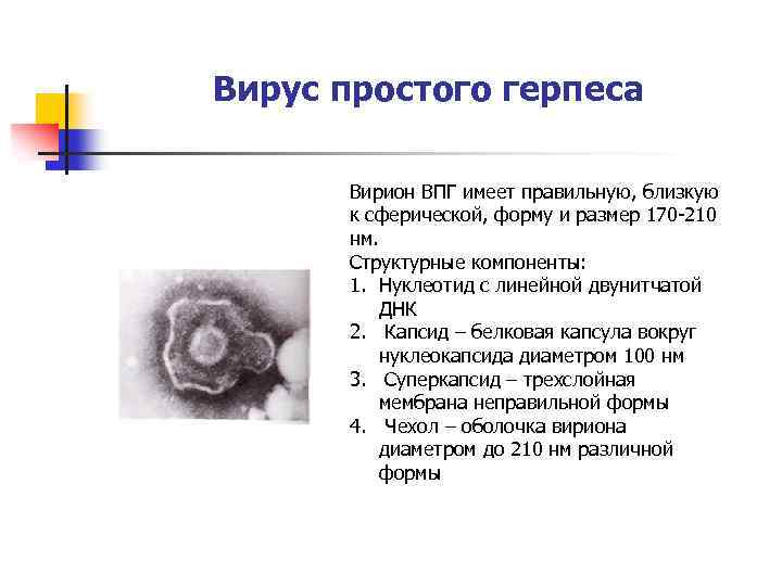 Вирус простого герпеса Вирион ВПГ имеет правильную, близкую к сферической, форму и размер 170