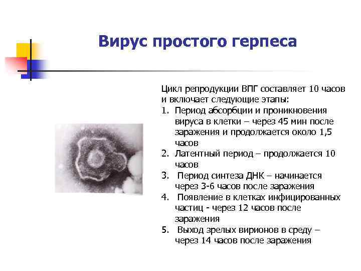 Вирус простого герпеса Цикл репродукции ВПГ составляет 10 часов и включает следующие этапы: 1.