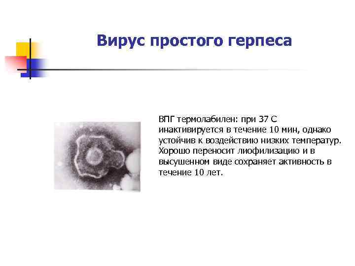 Вирус простого герпеса ВПГ термолабилен: при 37 С инактивируется в течение 10 мин, однако