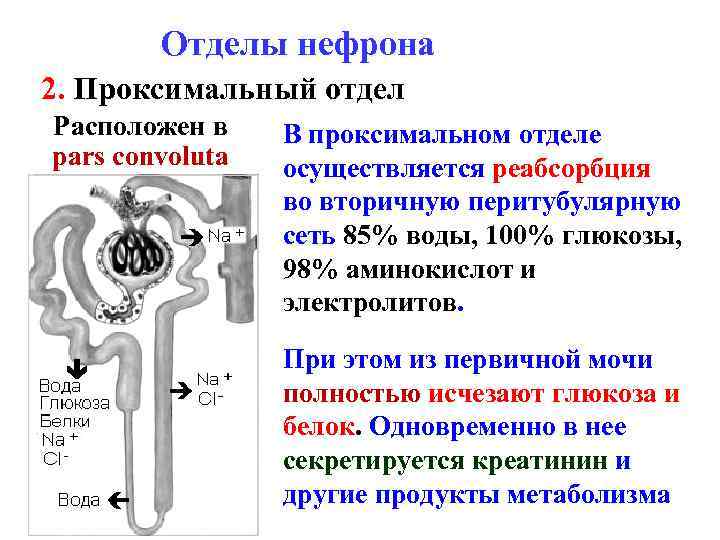 Отделы нефрона 2. Проксимальный отдел Расположен в pars convoluta В проксимальном отделе осуществляется реабсорбция