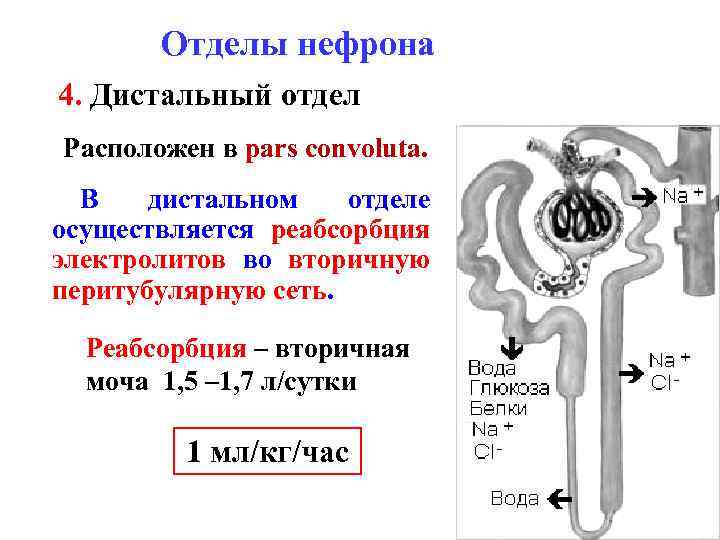 Отделы нефрона 4. Дистальный отдел Расположен в pars convoluta. В дистальном отделе осуществляется реабсорбция