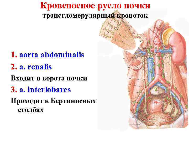 Кровеносное русло почки трансгломерулярный кровоток 1. aorta abdominalis 2. a. renalis Входит в ворота