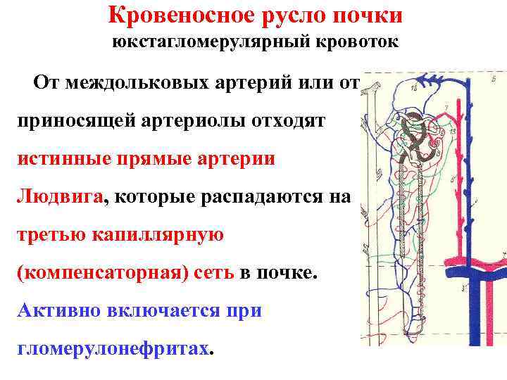 Кровеносное русло почки юкстагломерулярный кровоток От междольковых артерий или от приносящей артериолы отходят истинные