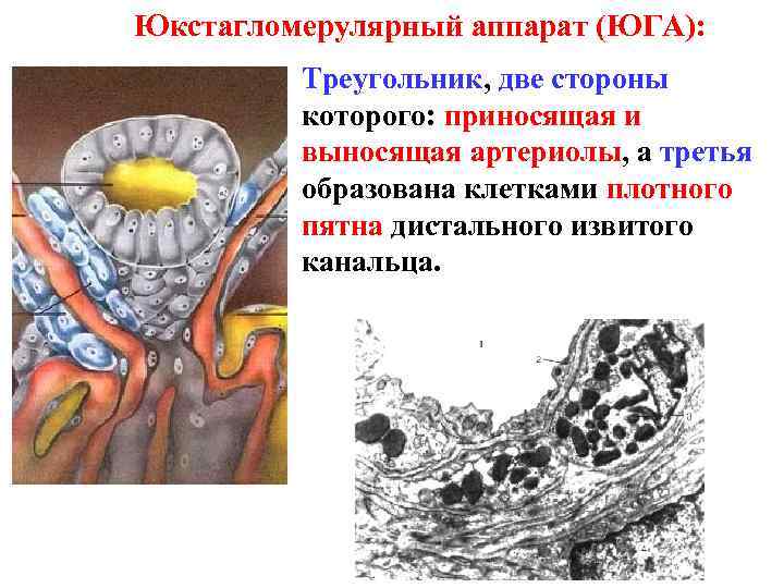 Юкстагломерулярный аппарат (ЮГА): Треугольник, две стороны которого: приносящая и выносящая артериолы, а третья образована