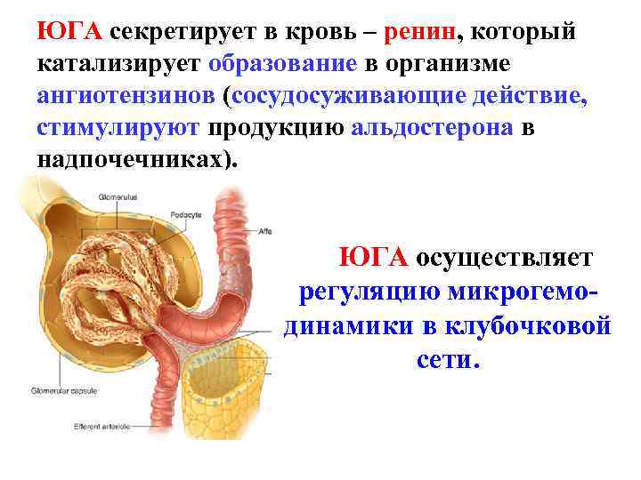 ЮГА секретирует в кровь – ренин, который катализирует образование в организме ангиотензинов (сосудосуживающие действие,