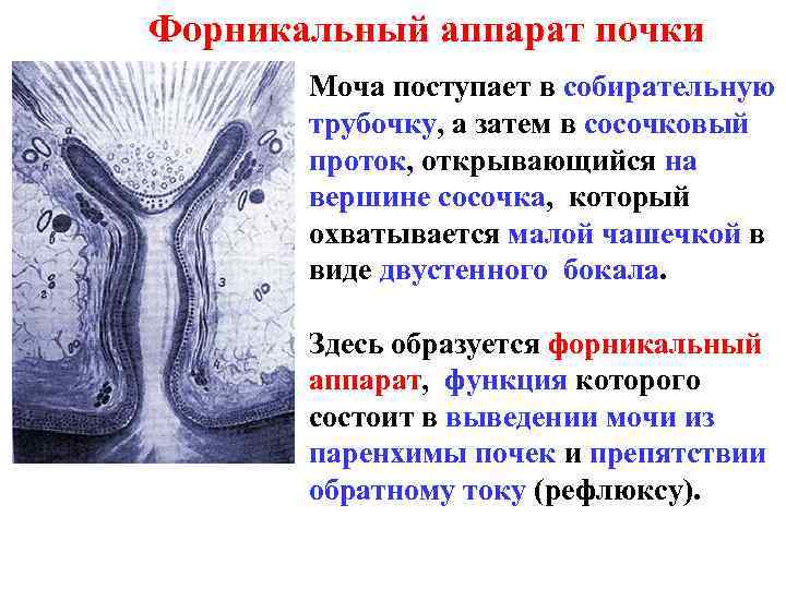 Форникальный аппарат почки Моча поступает в собирательную трубочку, а затем в сосочковый проток, открывающийся