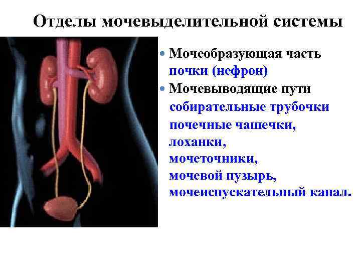Отделы мочевыделительной системы Мочеобразующая часть почки (нефрон) Мочевыводящие пути собирательные трубочки почечные чашечки, лоханки,