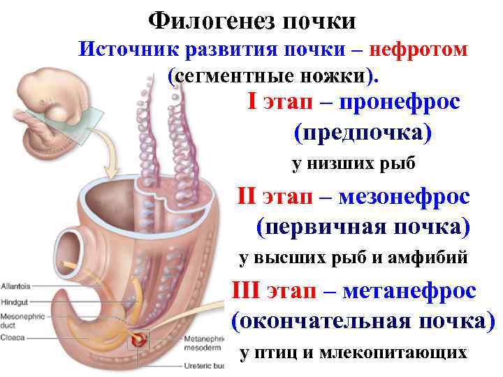 Филогенез почки Источник развития почки – нефротом (сегментные ножки). I этап – пронефрос (предпочка)