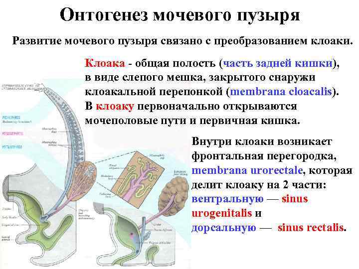 Онтогенез мочевого пузыря Развитие мочевого пузыря связано с преобразованием клоаки. Клоака - общая полость