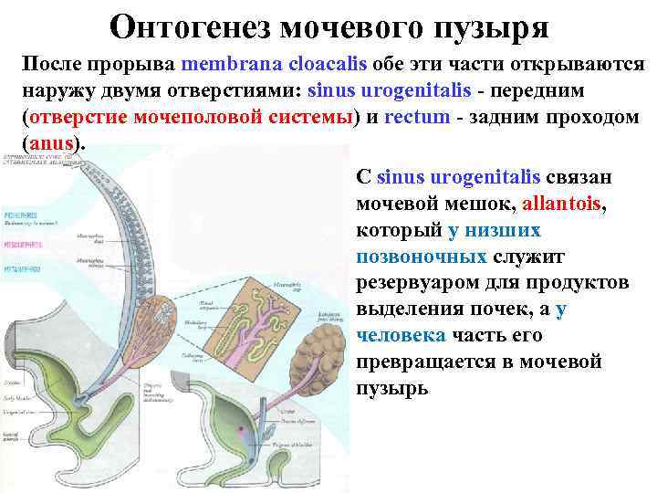Онтогенез мочевого пузыря После прорыва membrana cloacalis обе эти части открываются наружу двумя отверстиями: