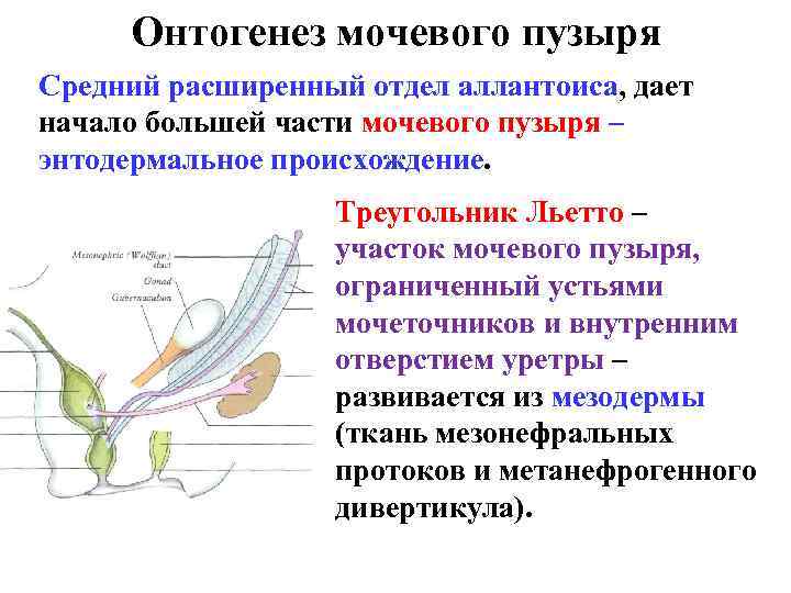 Онтогенез мочевого пузыря Средний расширенный отдел аллантоиса, дает начало большей части мочевого пузыря –