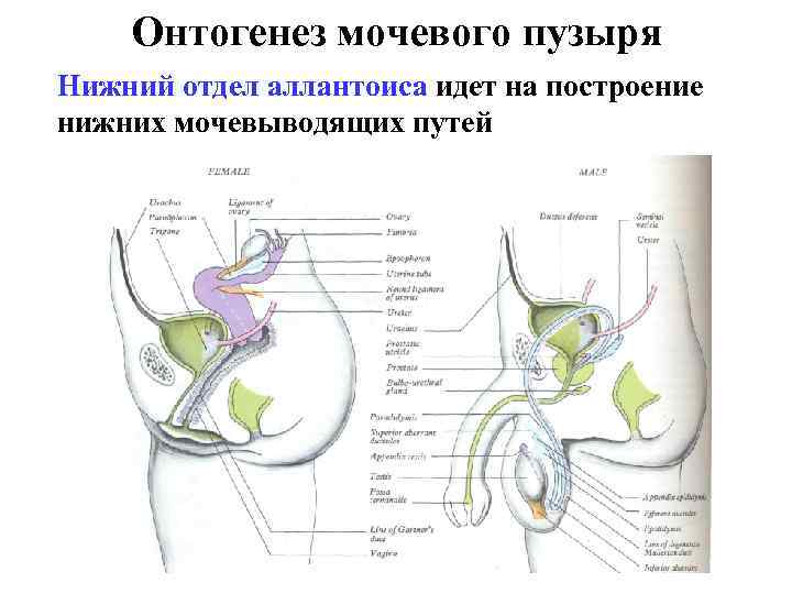 Онтогенез мочевого пузыря Нижний отдел аллантоиса идет на построение нижних мочевыводящих путей 