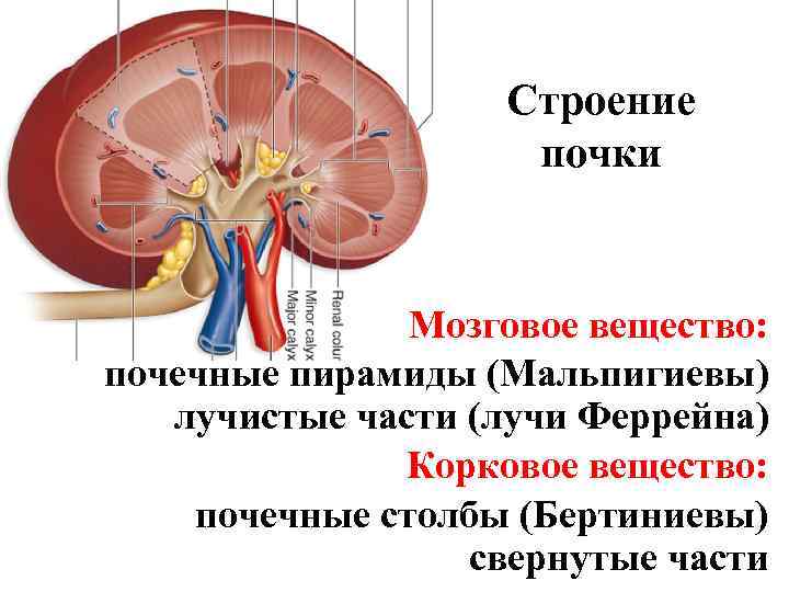 Строение почки Мозговое вещество: почечные пирамиды (Мальпигиевы) лучистые части (лучи Феррейна) Корковое вещество: почечные