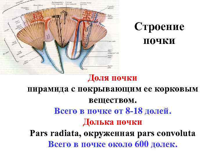 Строение почки рисунок